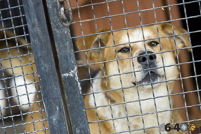 13/20 Gorzów: Schronisko dla bezdomnych zwierząt
