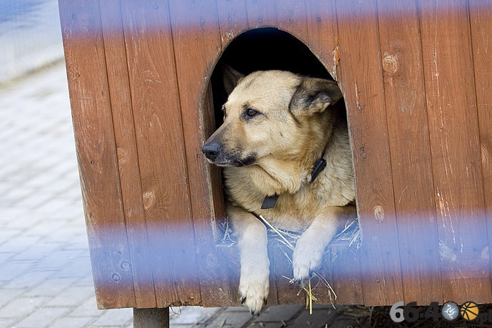 14/20 Gorzów: Schronisko dla bezdomnych zwierząt