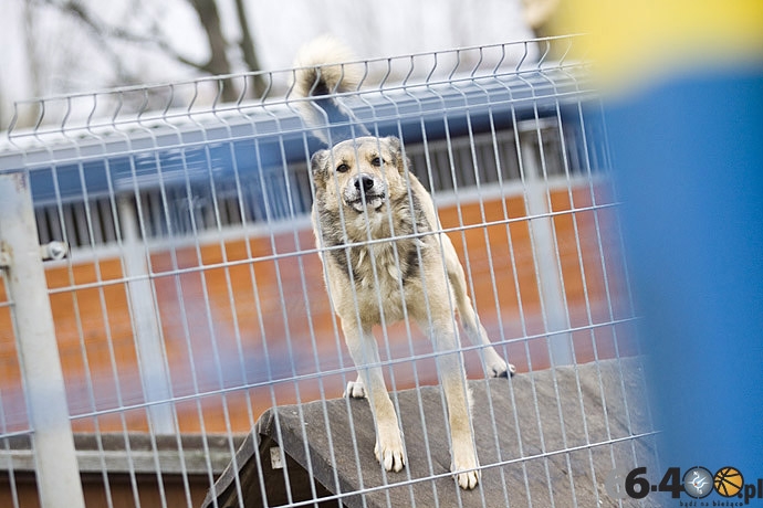 15/20 Gorzów: Schronisko dla bezdomnych zwierząt