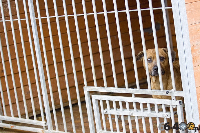 17/20 Gorzów: Schronisko dla bezdomnych zwierząt