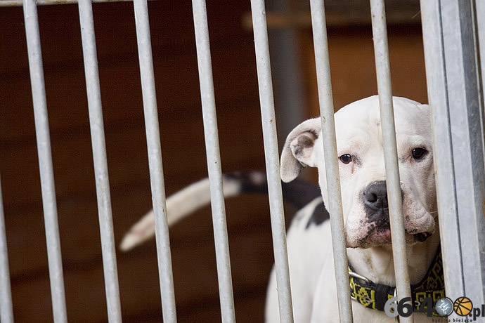 18/20 Gorzów: Schronisko dla bezdomnych zwierząt