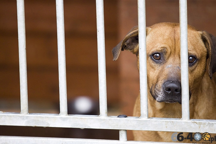 19/20 Gorzów: Schronisko dla bezdomnych zwierząt