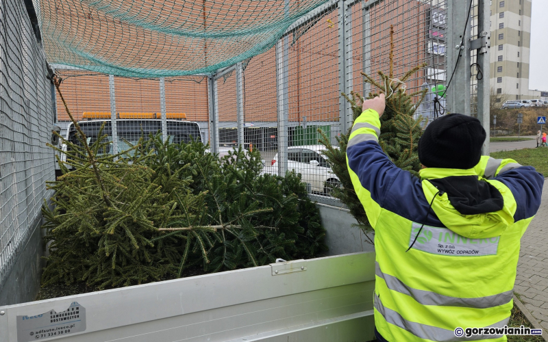 3/11 Choinka dla alpaki. Zbiórka choinek w Gorzowie