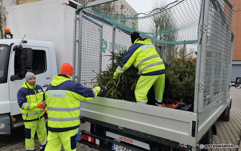 6/11 Choinka dla alpaki. Zbiórka choinek w Gorzowie