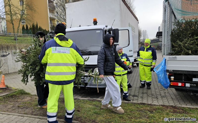 7/11 Choinka dla alpaki. Zbiórka choinek w Gorzowie