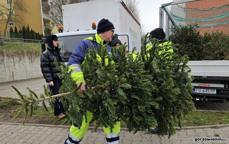 8/11 Choinka dla alpaki. Zbiórka choinek w Gorzowie