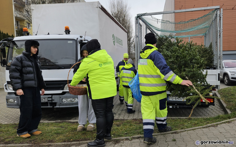 9/11 Choinka dla alpaki. Zbiórka choinek w Gorzowie