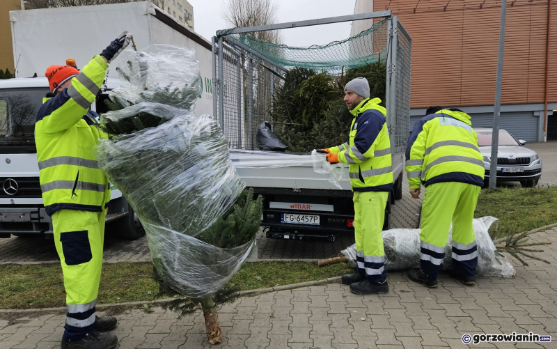 10/11 Choinka dla alpaki. Zbiórka choinek w Gorzowie