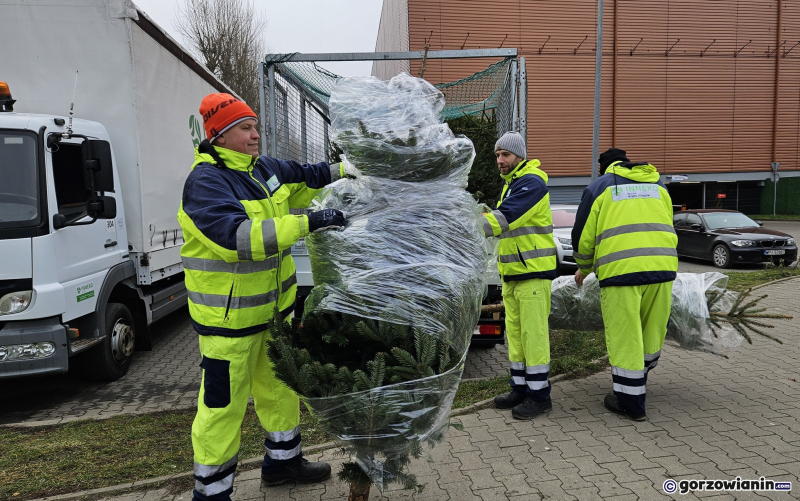 11/11 Choinka dla alpaki. Zbiórka choinek w Gorzowie