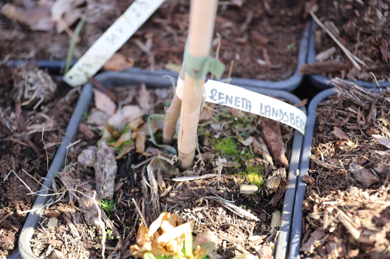 11/27 Wiosna na ryneczku przy św. Jerzego w Gorzowie