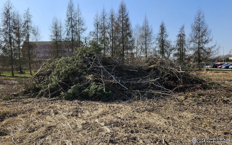 3/9 Wycięte drzewa i krzewy na Dekerta