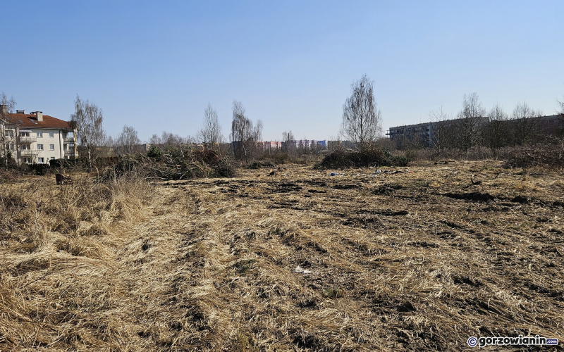 4/9 Wycięte drzewa i krzewy na Dekerta