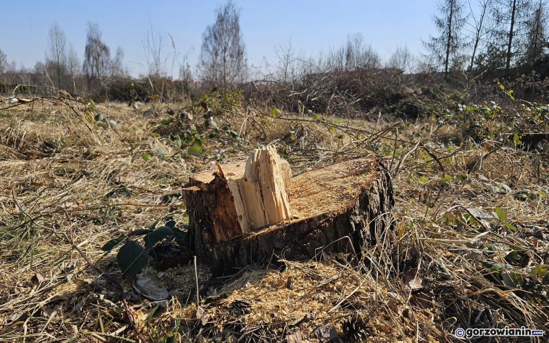 5/9 Wycięte drzewa i krzewy na Dekerta