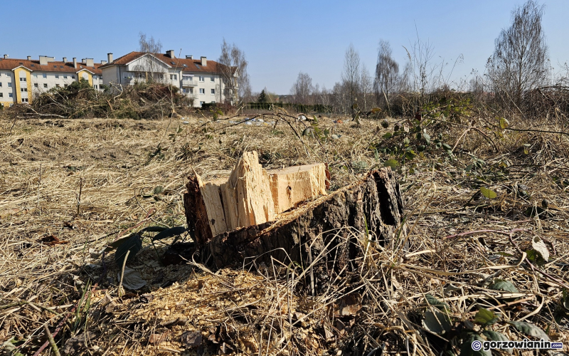 7/9 Wycięte drzewa i krzewy na Dekerta