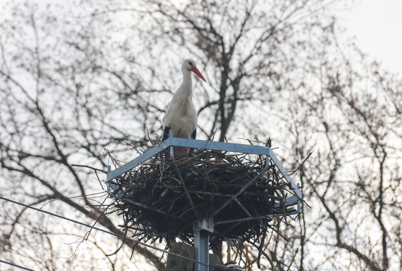 3/4 Bociany w gminie Kłodawa