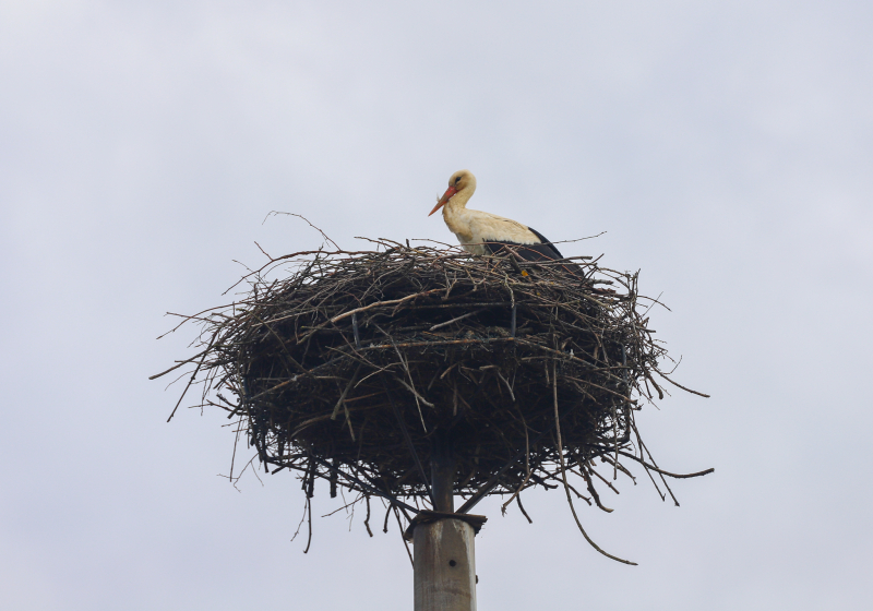 4/4 Bociany w gminie Kłodawa