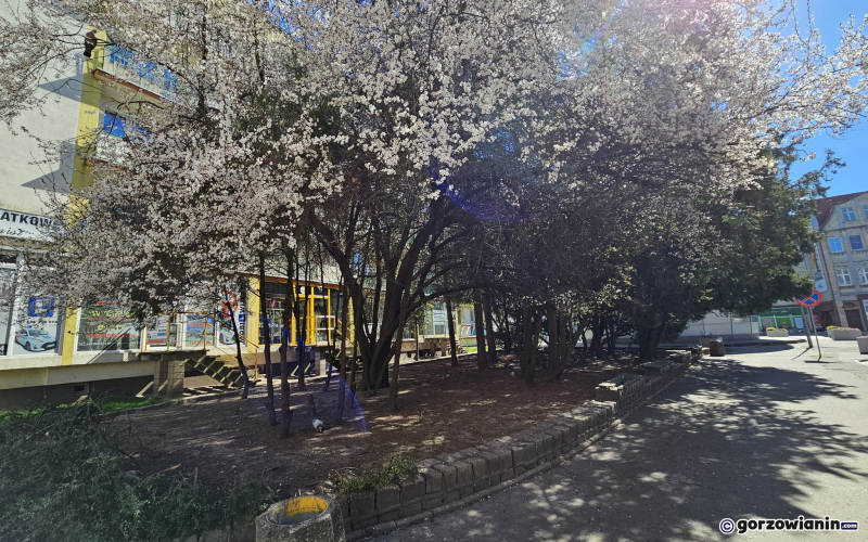 3/6 Przy Pocztowej powstanie park kieszonkowy