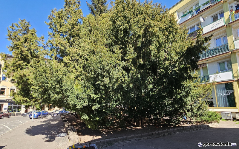 6/6 Przy Pocztowej powstanie park kieszonkowy