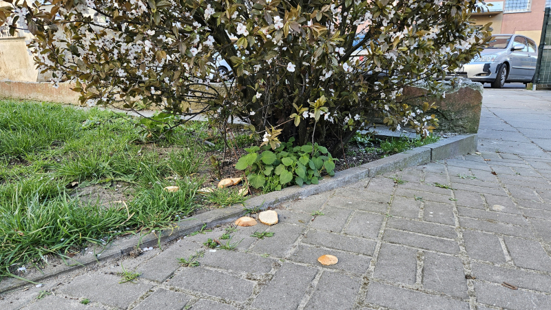 3/5 Szczury biegają po podwórku. Mieszkańcy alarmują: „trutka już nie wystarcza”