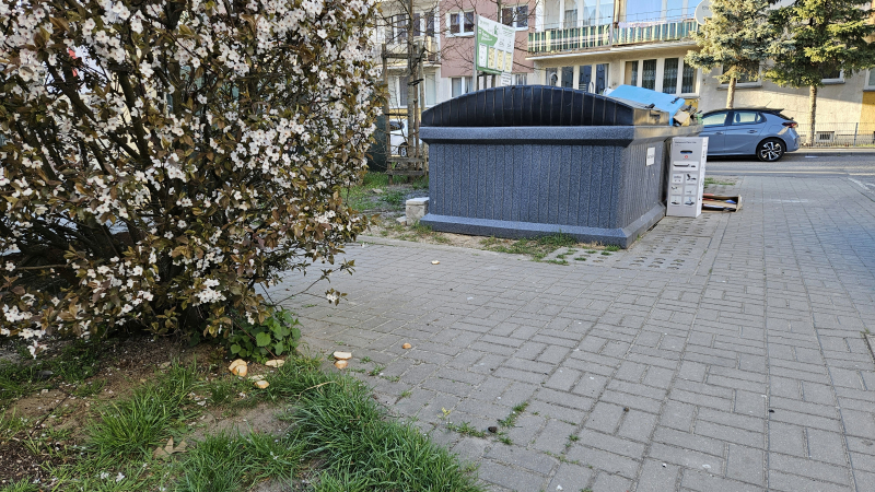 5/5 Szczury biegają po podwórku. Mieszkańcy alarmują: „trutka już nie wystarcza”