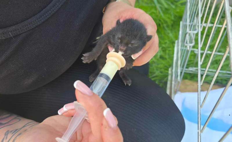 3/4 Kociaki wyrzucone na śmietnik 