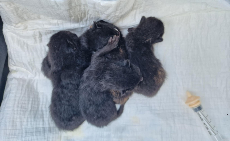 4/4 Kociaki wyrzucone na śmietnik 