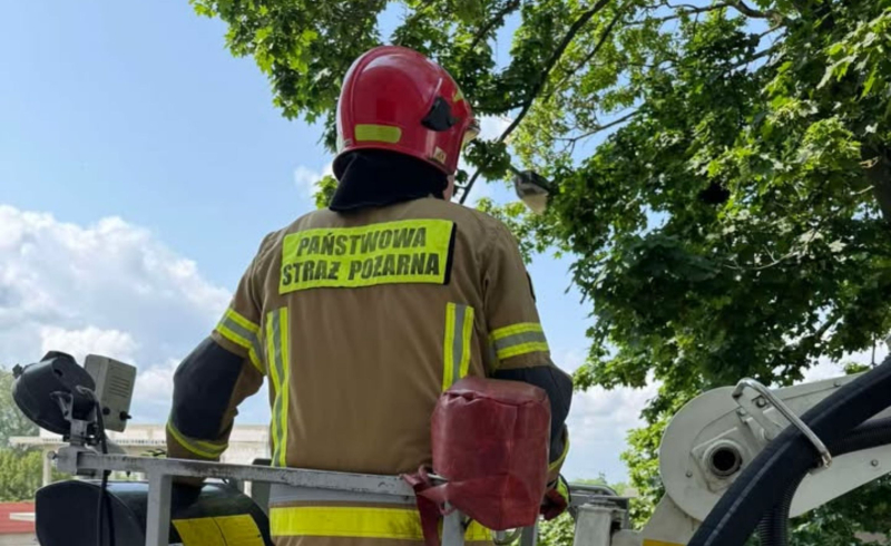 4/5 Strażacy ratowali ptaka przy ul. Koniawskiej