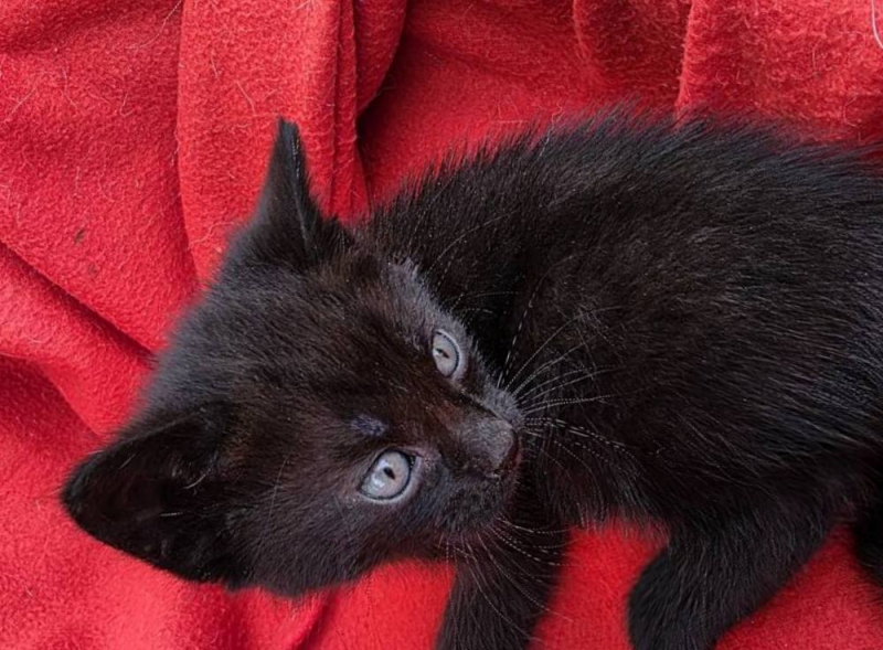 3/4 Porzucone kotki szukają nowego domu