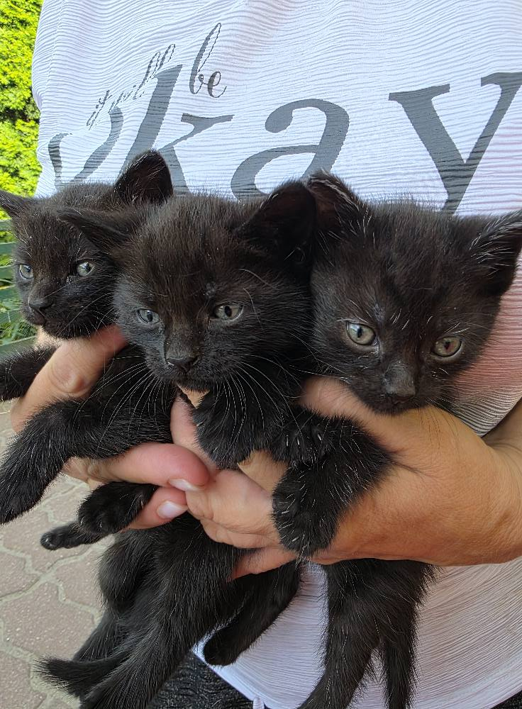 4/4 Porzucone kotki szukają nowego domu