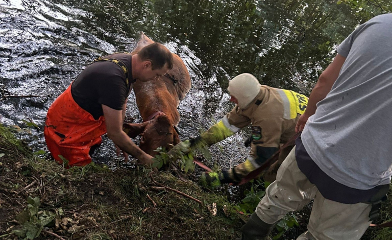3/8 Krowa wpadła do stawu w Lipkach Wielkich