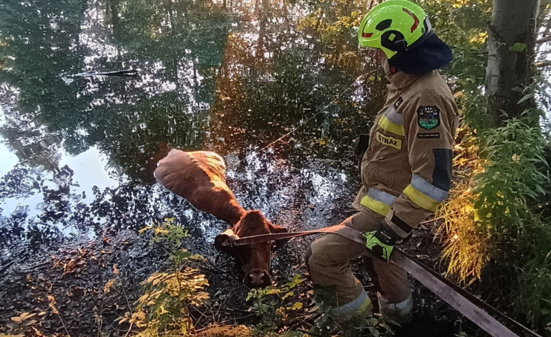 4/8 Krowa wpadła do stawu w Lipkach Wielkich