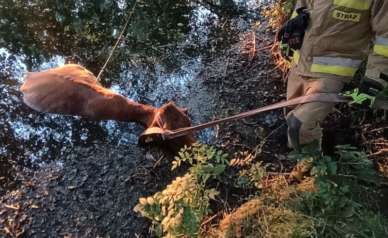 5/8 Krowa wpadła do stawu w Lipkach Wielkich