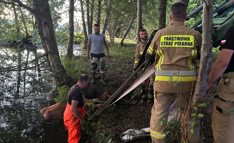 6/8 Krowa wpadła do stawu w Lipkach Wielkich