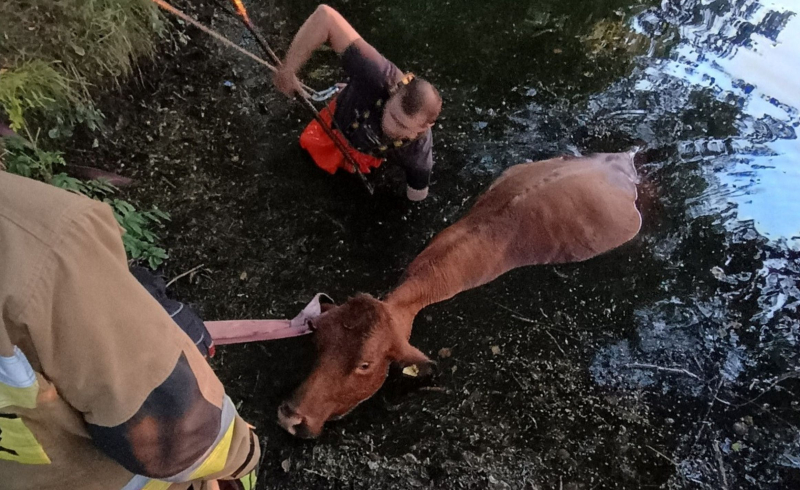 7/8 Krowa wpadła do stawu w Lipkach Wielkich