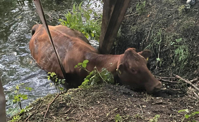 8/8 Krowa wpadła do stawu w Lipkach Wielkich