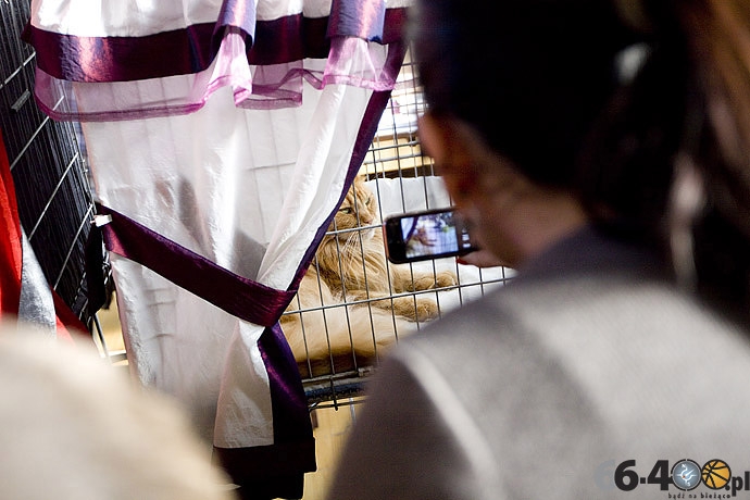 4/32 Gorzów: Pokaz kotów rasowych