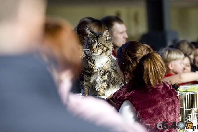 6/32 Gorzów: Pokaz kotów rasowych