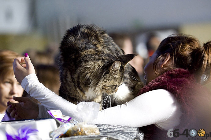 7/32 Gorzów: Pokaz kotów rasowych