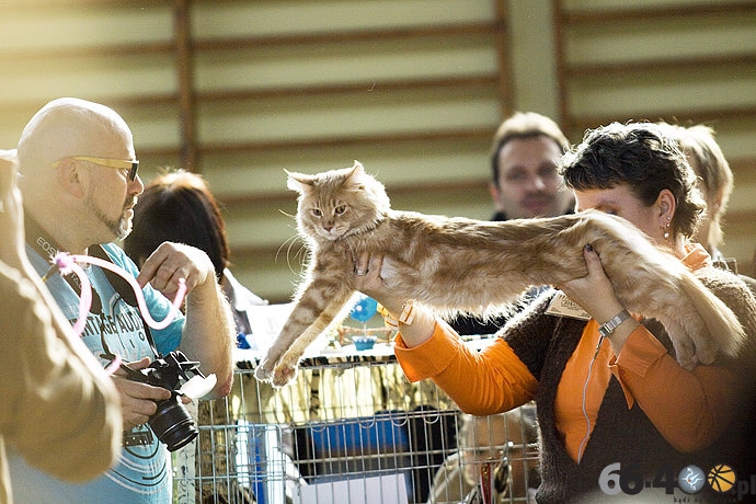 8/32 Gorzów: Pokaz kotów rasowych