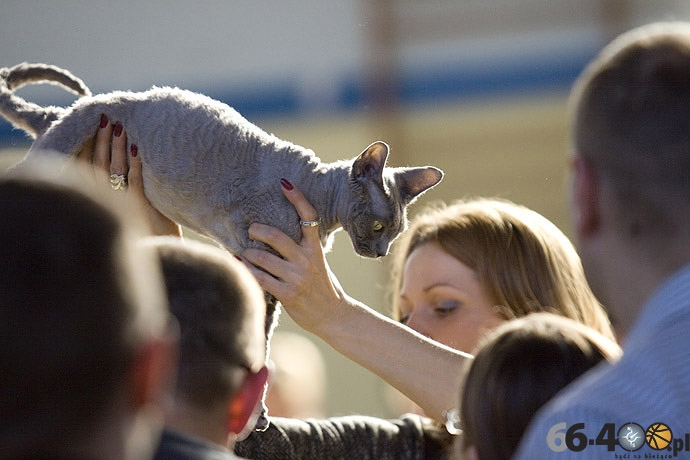 9/32 Gorzów: Pokaz kotów rasowych