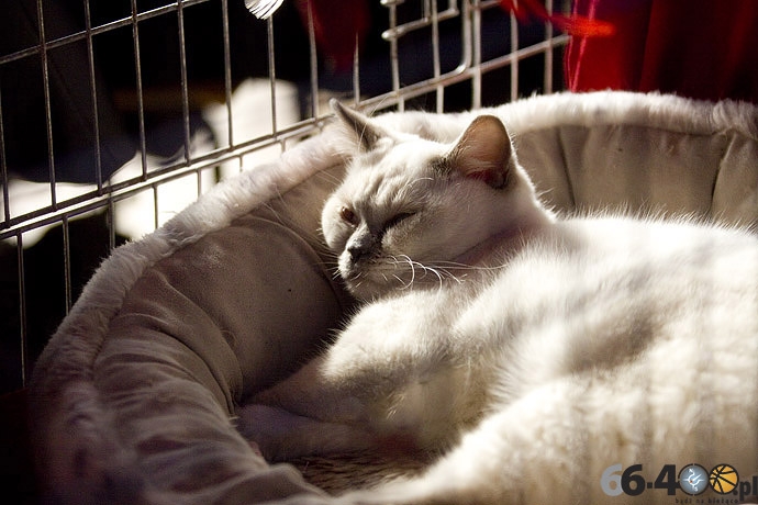 11/32 Gorzów: Pokaz kotów rasowych