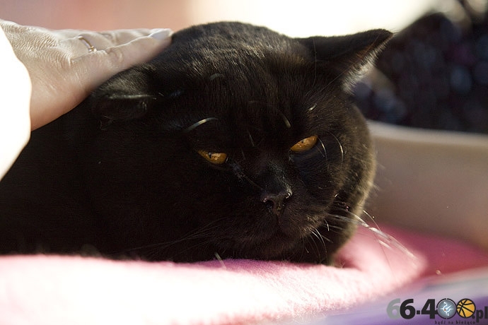 12/32 Gorzów: Pokaz kotów rasowych