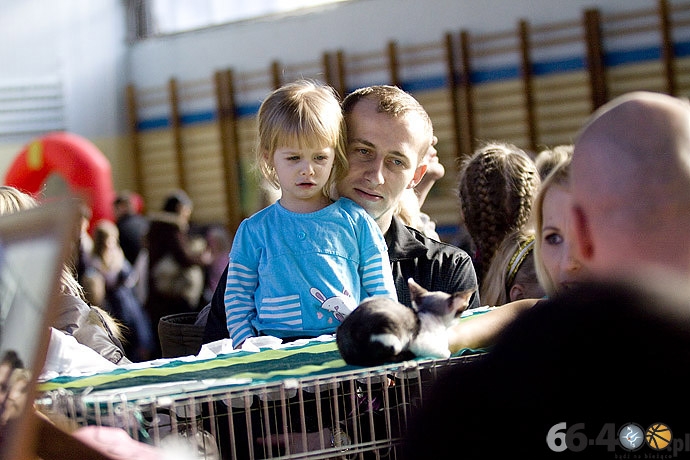 13/32 Gorzów: Pokaz kotów rasowych
