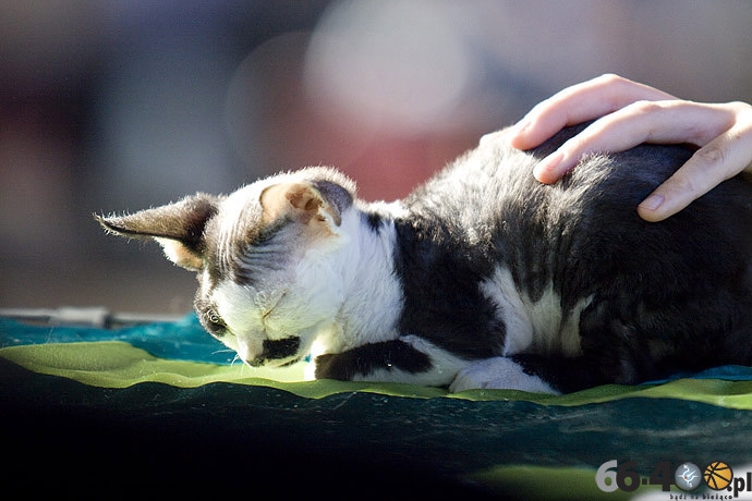 15/32 Gorzów: Pokaz kotów rasowych