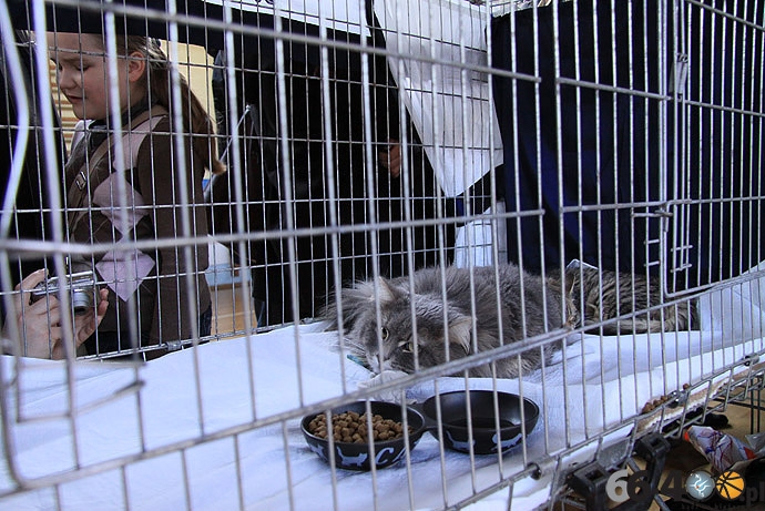 16/32 Gorzów: Pokaz kotów rasowych