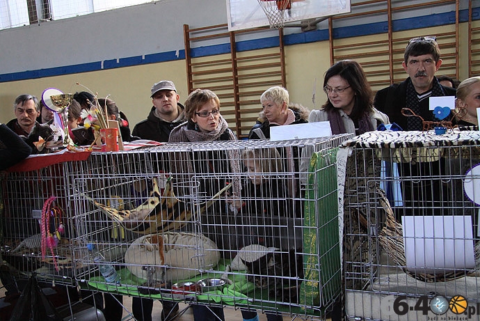 17/32 Gorzów: Pokaz kotów rasowych