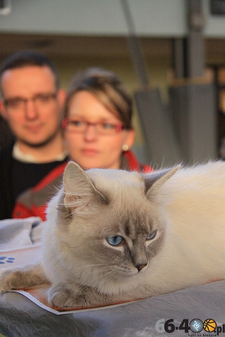 19/32 Gorzów: Pokaz kotów rasowych