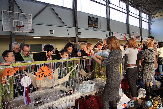 21/32 Gorzów: Pokaz kotów rasowych