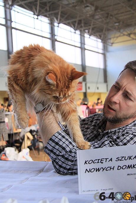 22/32 Gorzów: Pokaz kotów rasowych