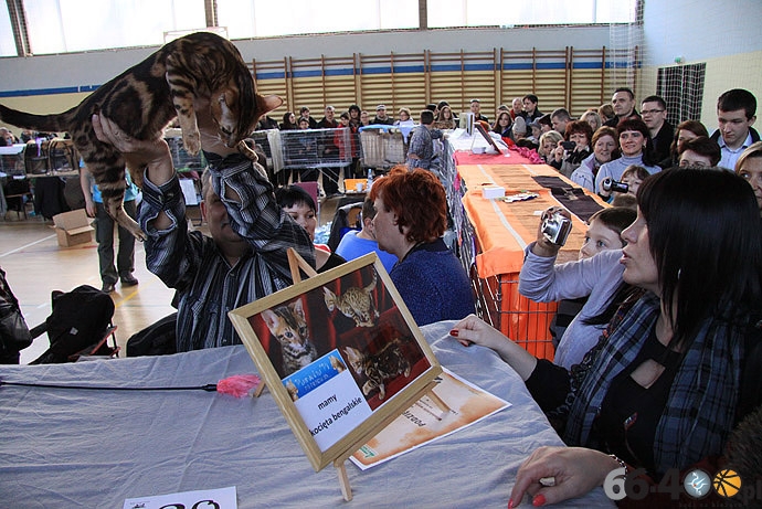 23/32 Gorzów: Pokaz kotów rasowych